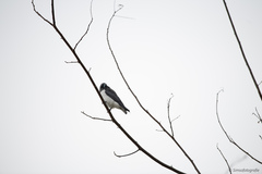 Artamus leucorynchus