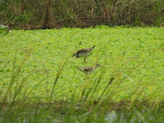 Hydrophasianus chirurgus