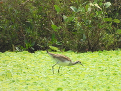 Hydrophasianus chirurgus