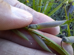 Crotalarieae