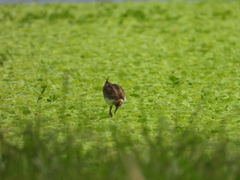 Hydrophasianus chirurgus