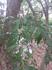 Syzygium floribundum