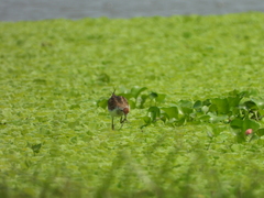 Hydrophasianus chirurgus