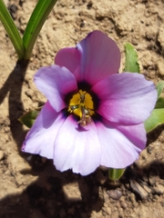 Moraea versicolor