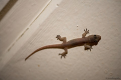 Hemidactylus