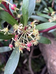 Tasmannia lanceolata