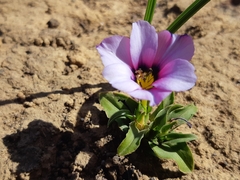Moraea versicolor