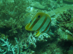 Chelmon rostratus