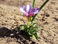 Moraea versicolor