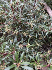 Tasmannia lanceolata