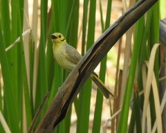 Ptilotula flavescens