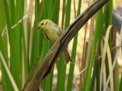 Ptilotula flavescens