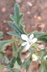 Teucrium racemosum