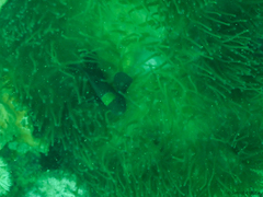 Amphiprion biaculeatus