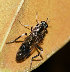 Exaireta spinigera