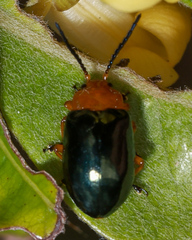 Lamprolina simillima