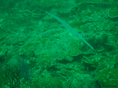 Fistularia commersonii