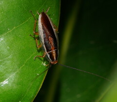 Pseudophyllodromiinae