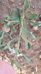 Teucrium racemosum