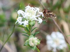 Pimelea linifolia