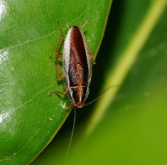 Pseudophyllodromiinae