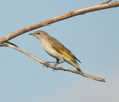 Conopophila rufogularis