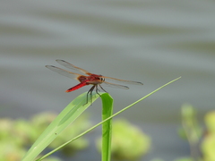 Urothemis signata yiei