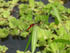 Urothemis signata yiei