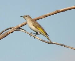 Conopophila rufogularis