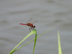 Urothemis signata yiei