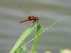 Urothemis signata yiei