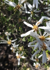 Olearia muelleri