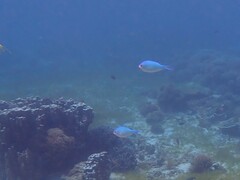 Chromis