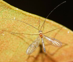 Macrocera