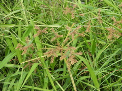 Cyperus imbricatus
