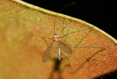 Macrocera