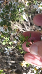 Olearia muelleri