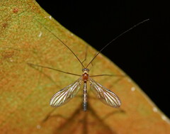 Macrocera