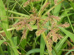 Cyperus imbricatus