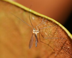 Macrocera
