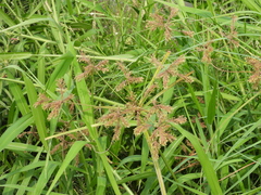 Cyperus imbricatus