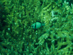 Dascyllus reticulatus