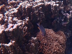 Plectroglyphidodon gascoynei