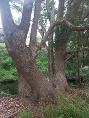 Syzygium floribundum