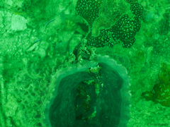 Scorpaenidae