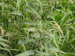 Persicaria lapathifolia lanata