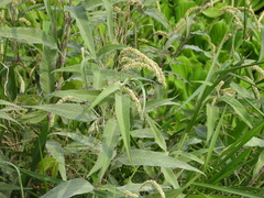 Persicaria lapathifolia lanata