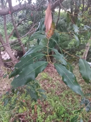 Syzygium floribundum