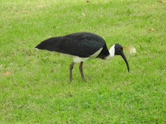 Threskiornis spinicollis