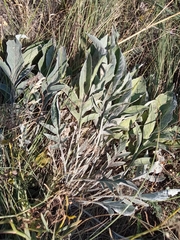 Psephellus sibiricus